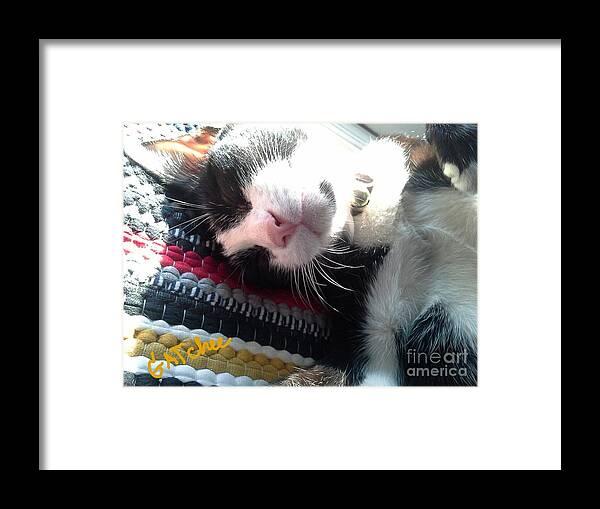 Cat Framed Print featuring the photograph Close Up GATchee by Sukalya Chearanantana