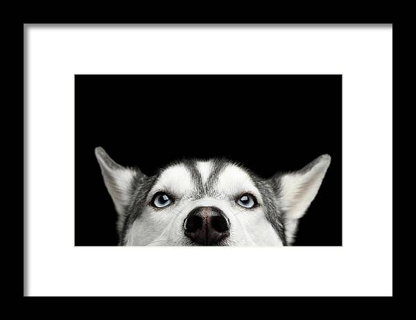 Dog Framed Print featuring the photograph Close-up Head of peeking Siberian Husky by Sergey Taran