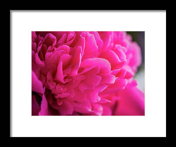 Beautiful Framed Print featuring the photograph Close up of Pink Peony Flower by Teri Virbickis
