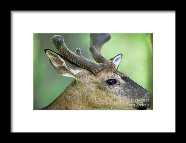 Whitetail Deer Framed Print featuring the photograph Close up of whitetail deer buck with velvet antlers by Dan Friend