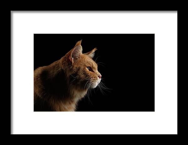 Cat Framed Print featuring the photograph Close-up Portrait Ginger Maine Coon Cat Isolated on Black Background by Sergey Taran