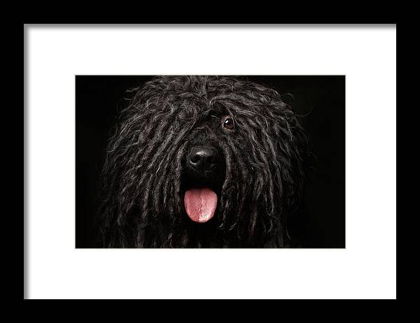 Dog Framed Print featuring the photograph Close up Portrait of Puli Dog isolated on Black by Sergey Taran