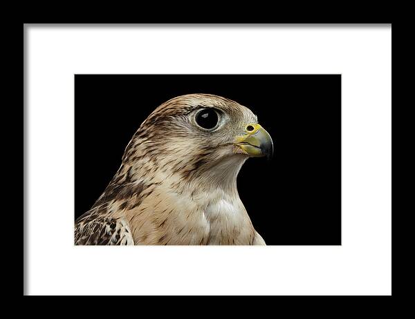 Bird Framed Print featuring the photograph Close-up Saker Falcon, Falco cherrug, isolated on Black background by Sergey Taran