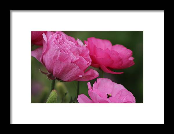 Closeup Deep Peony Pink Ranunculus Framed Print featuring the photograph Closeup Deep Peony Pink Ranunculus by Colleen Cornelius