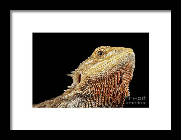 Lizard Framed Print featuring the photograph Closeup head of Bearded Dragon Llizard, agama, Isolated Black Background by Sergey Taran