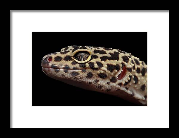 Closeup Framed Print featuring the photograph Closeup head of Leopard Gecko Eublepharis macularius Isolated on Black Background by Sergey Taran
