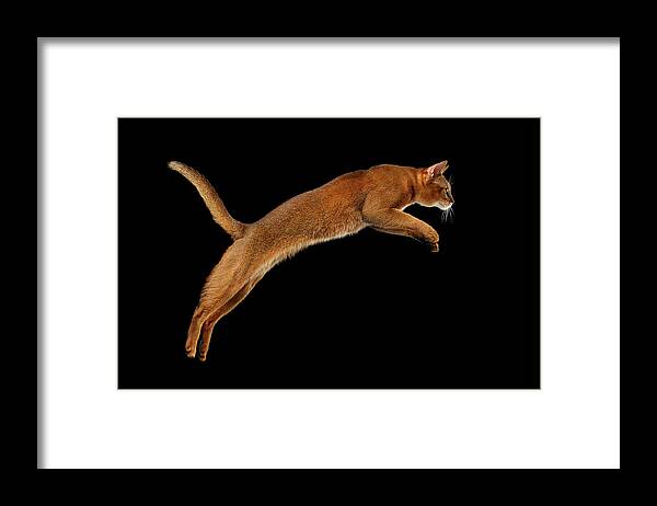 Abyssinian Framed Print featuring the photograph Closeup Jumping Abyssinian cat Isolated on black background in Profile by Sergey Taran