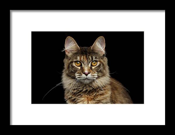 Cat Framed Print featuring the photograph Closeup Maine Coon Cat Portrait Isolated on Black Background by Sergey Taran