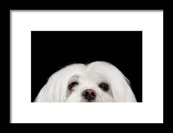 Maltese Framed Print featuring the photograph Closeup Nosey White Maltese Dog Looking in Camera isolated on Black background by Sergey Taran