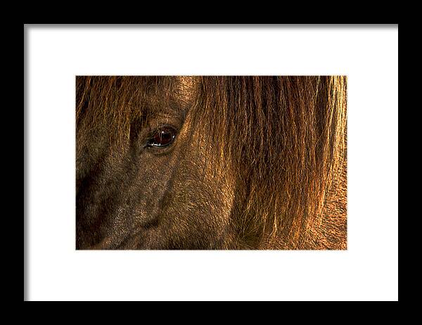 Horse Framed Print featuring the photograph Closeup Of An Icelandic Horse #2 by Stuart Litoff