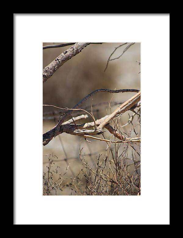 Golden Framed Print featuring the photograph Closeup of Dried Brush in Natural Sepia by Colleen Cornelius