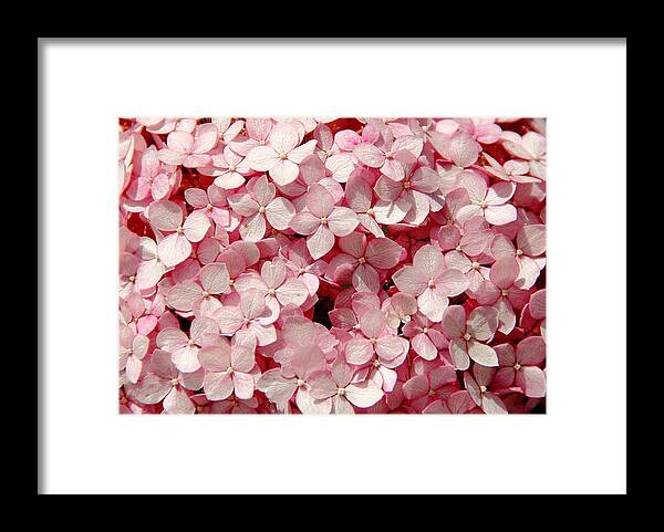Pink Hydrangea Framed Print featuring the photograph Closeup of Pink Hydrangea by Allen Nice-Webb