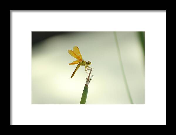 Amberwing Framed Print featuring the photograph Closeup of Vivid Colored Amberwing Dragonfly by Colleen Cornelius