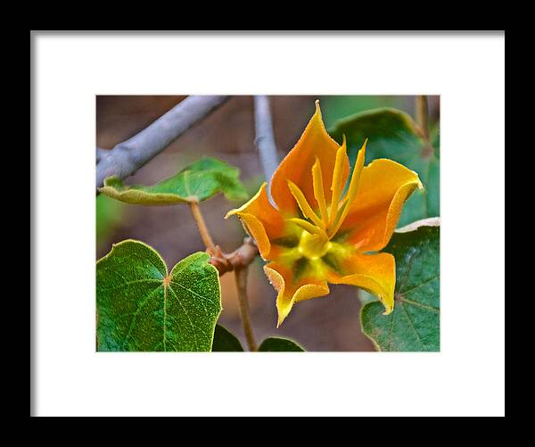 Close-up Of Xchiranthofremontia Lenzi In Rancho Santa Ana Botanic Gardens In Claremont Framed Print featuring the photograph Closeup of XChiranthofremontia lenzii in Rancho Santa Ana Botanic Garden in Claremont-California by Ruth Hager