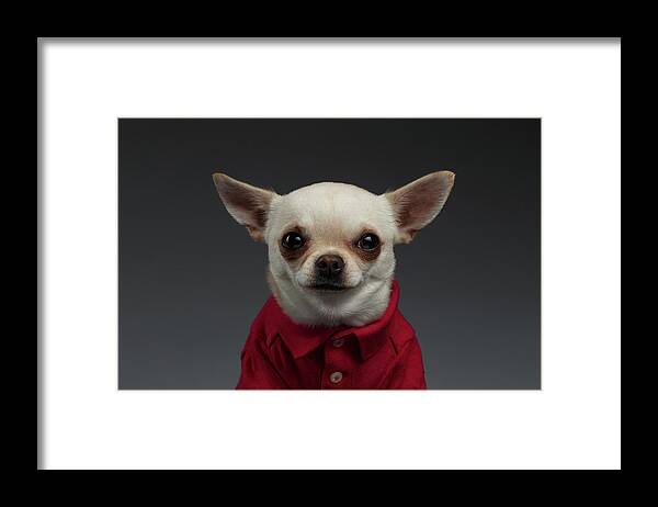 Pet Framed Print featuring the photograph Closeup Portrait Chihuahua dog in stylish clothes. Gray background by Sergey Taran