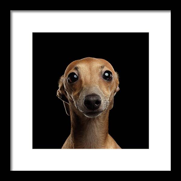 Greyhound Framed Print featuring the photograph Closeup Portrait Italian Greyhound Dog Looking in Camera isolated Black by Sergey Taran