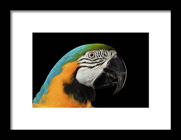 Macaw Framed Print featuring the photograph Closeup Portrait of a Blue and Yellow Macaw Parrot Face Isolated on Black Background by Sergey Taran