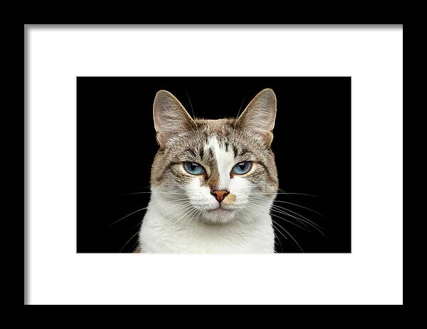 Cat Framed Print featuring the photograph Closeup Portrait of face White Cat, Blue Eyes Isolated Black Background by Sergey Taran