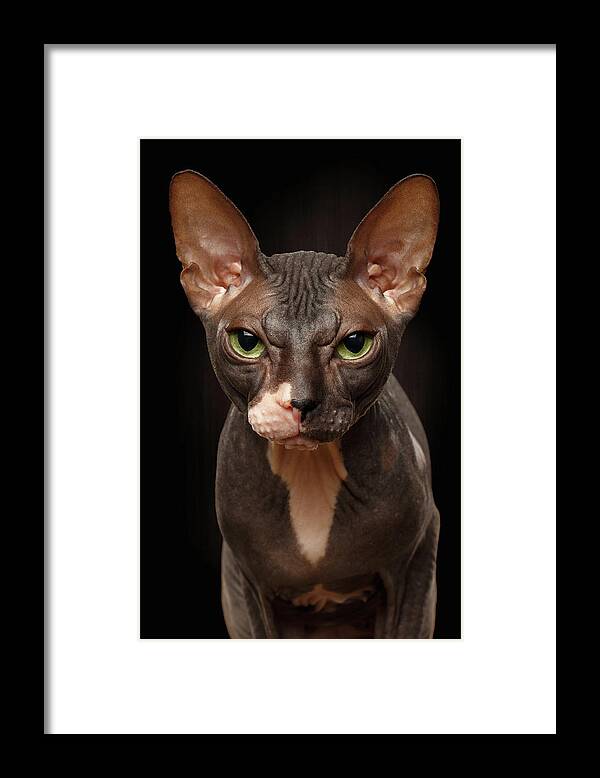 Pet Framed Print featuring the photograph Closeup Portrait of Grumpy Sphynx Cat Front view on Black by Sergey Taran