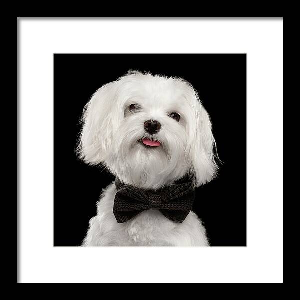 Maltese Framed Print featuring the photograph Closeup Portrait of Happy White Maltese Dog with bow Looking in Camera isolated on Black background by Sergey Taran