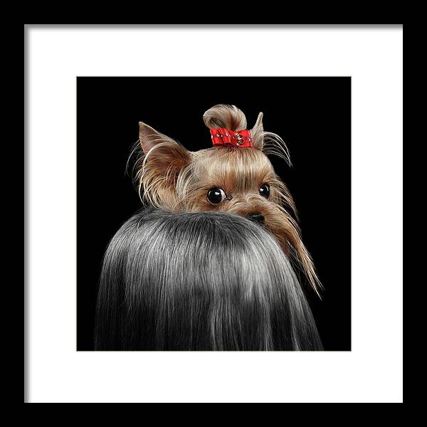  Closeup Framed Print featuring the photograph Closeup Yorkshire Terrier Dog, long groomed Hair Pity Looking back by Sergey Taran