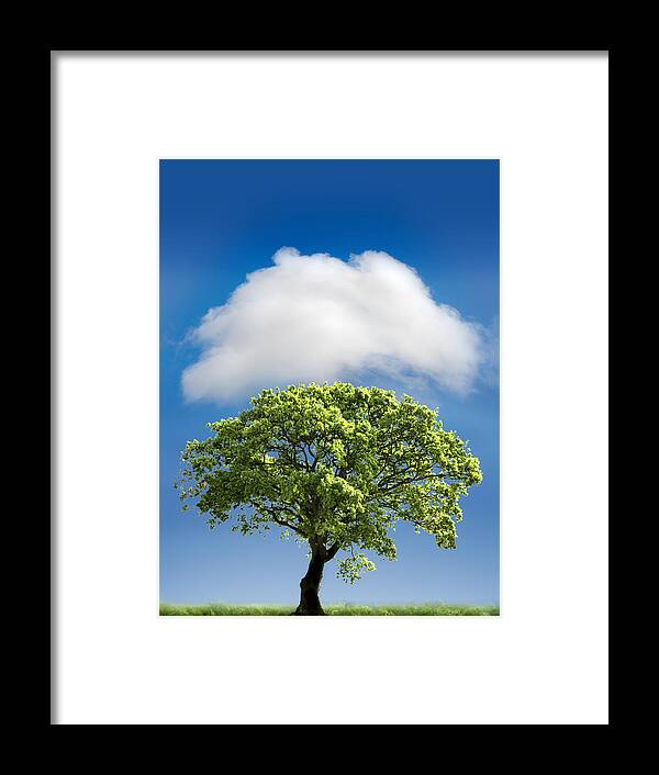Tree Framed Print featuring the photograph Cloud Cover by Mal Bray