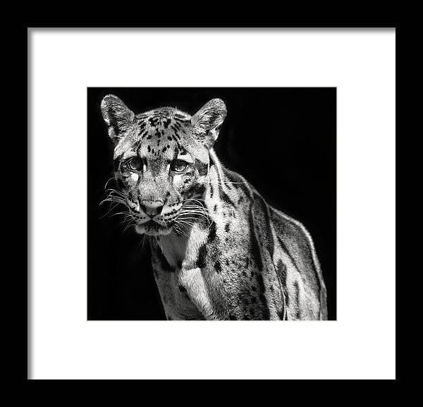 Leopard Framed Print featuring the photograph Clouded Leopard by Art Cole
