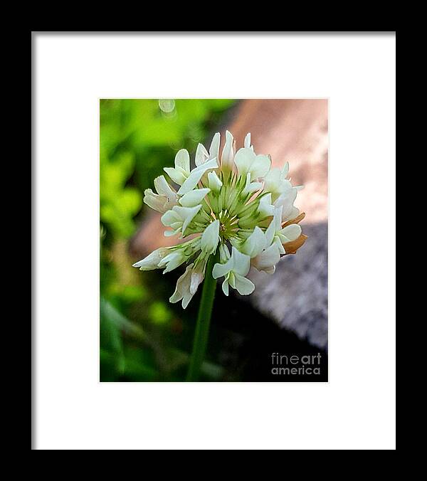 Lupins Framed Print featuring the photograph Clover #2 by Michael Graham