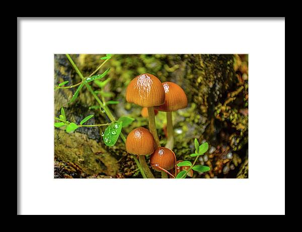 Mushrooms Framed Print featuring the photograph Clover Cover by Joe Ormonde
