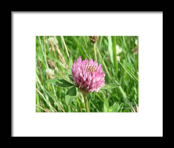 Flowers Framed Print featuring the photograph Clover by Yvonne Johnstone