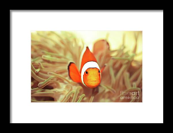 Fish Framed Print featuring the photograph Clownfish by MotHaiBaPhoto Prints