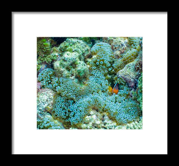 Fish Framed Print featuring the photograph Clownfish Peek-A-Boo by Brian Governale