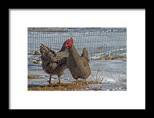 Chicken Framed Print featuring the photograph Cluck Dance by Alana Thrower