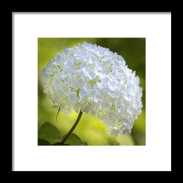 Flower Framed Print featuring the photograph Cluster by John Poon