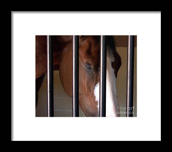 Horse Framed Print featuring the photograph Clydesdale by Phil Spitze