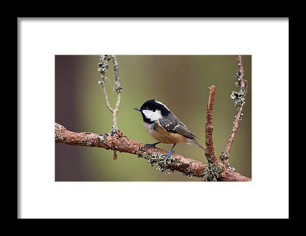 Aves Framed Print featuring the photograph Coal Tit Periparus ater by Gabor Pozsgai