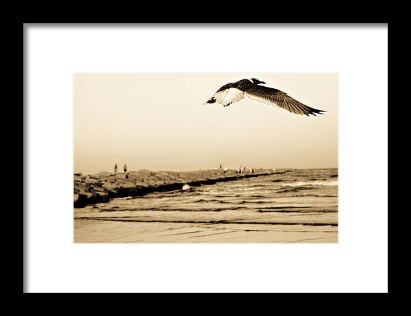 Bird Framed Print featuring the photograph Coastal Bird in Flight by Marilyn Hunt