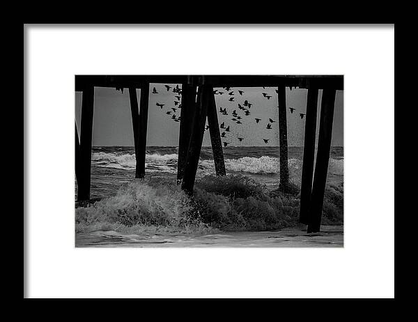 Bird Framed Print featuring the photograph Coastal Movements by Nicole Lloyd