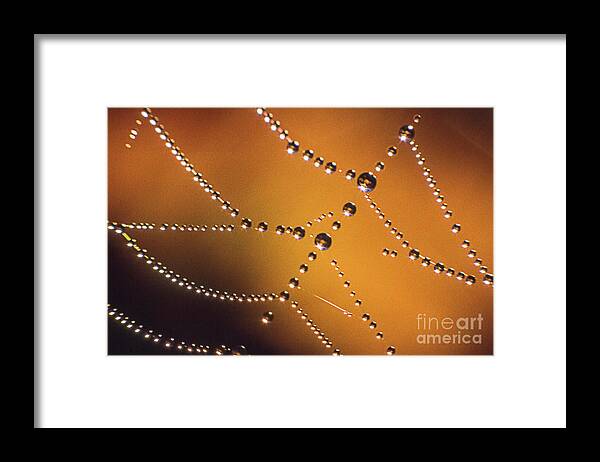 Dew Framed Print featuring the photograph Cobweb with Dew Drops by Heiko Koehrer-Wagner