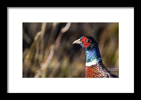 Portrait Cock Pheasant Framed Print featuring the photograph Cock Pheasant in Fall by Torbjorn Swenelius