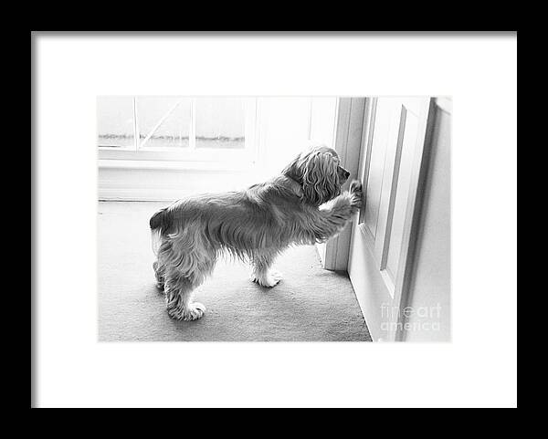 Animal Framed Print featuring the photograph Cocker Spaniel Opening A Door by Lynn Lennon