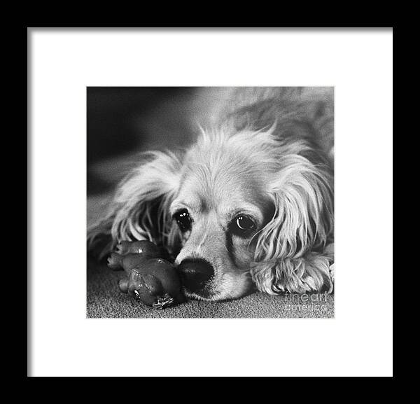 Animal Framed Print featuring the photograph Cocker Spaniel With Dog Toy by Lynn Lennon