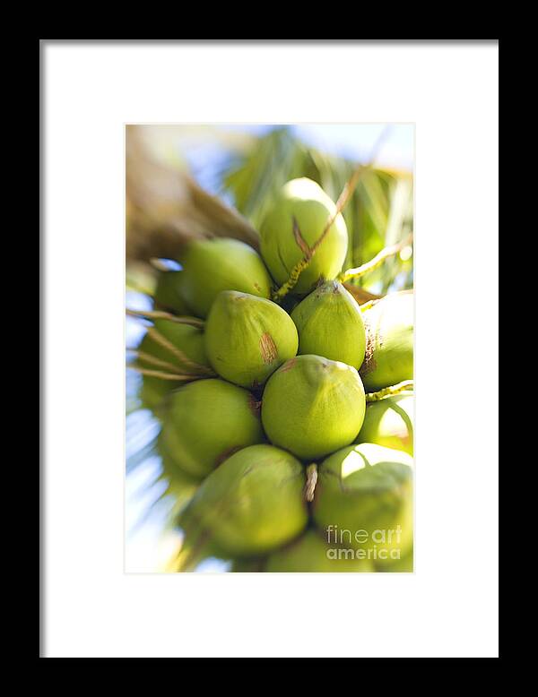 Blur Framed Print featuring the photograph Coconut Bunch by Ron Dahlquist - Printscapes