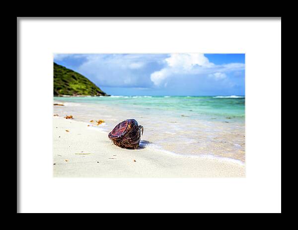 Coconut Framed Print featuring the photograph Coconut on the beach by Lorrie Joaus