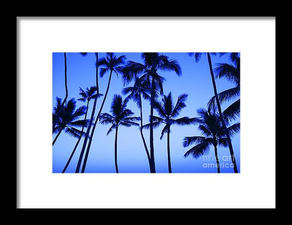 Afternoon Framed Print featuring the photograph Coconut Palms At Dawn by Dana Edmunds - Printscapes