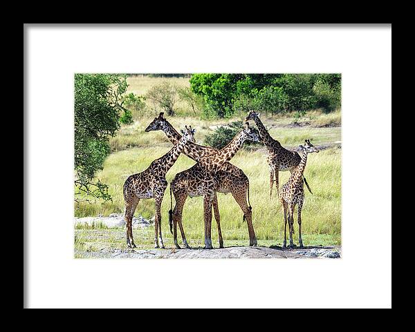 Giraffe Framed Print featuring the photograph Coffee Clatch with Giraffe by Vicki Jauron