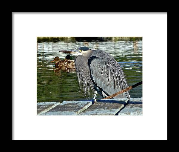 Birds Framed Print featuring the photograph Cold Morning by Diana Hatcher