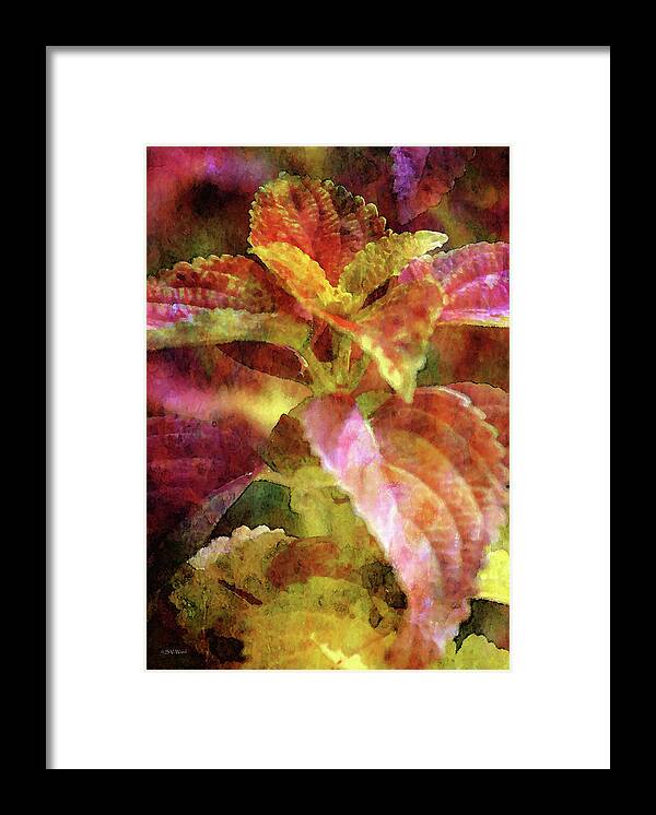 Coleus Framed Print featuring the photograph Coleus 3275 IDP_2 by Steven Ward