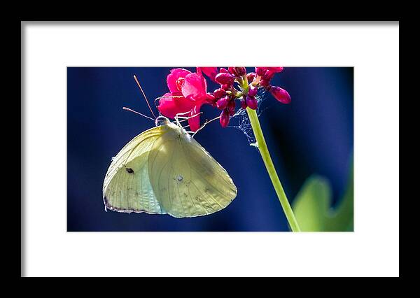 America Framed Print featuring the photograph Colias philodice by Traveler's Pics