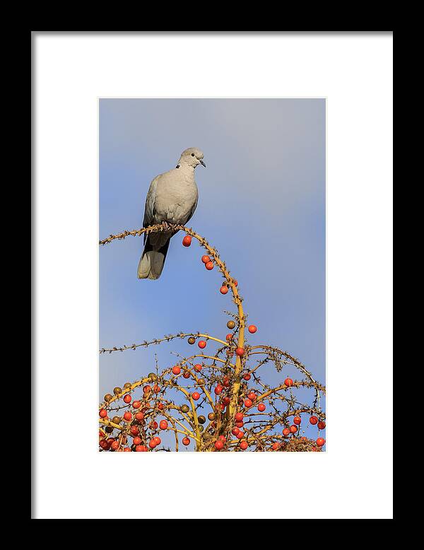 Beautiful Framed Print featuring the photograph Collard Dove by Chris Smith